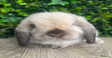 Mini Lop rabbits - Advert 3