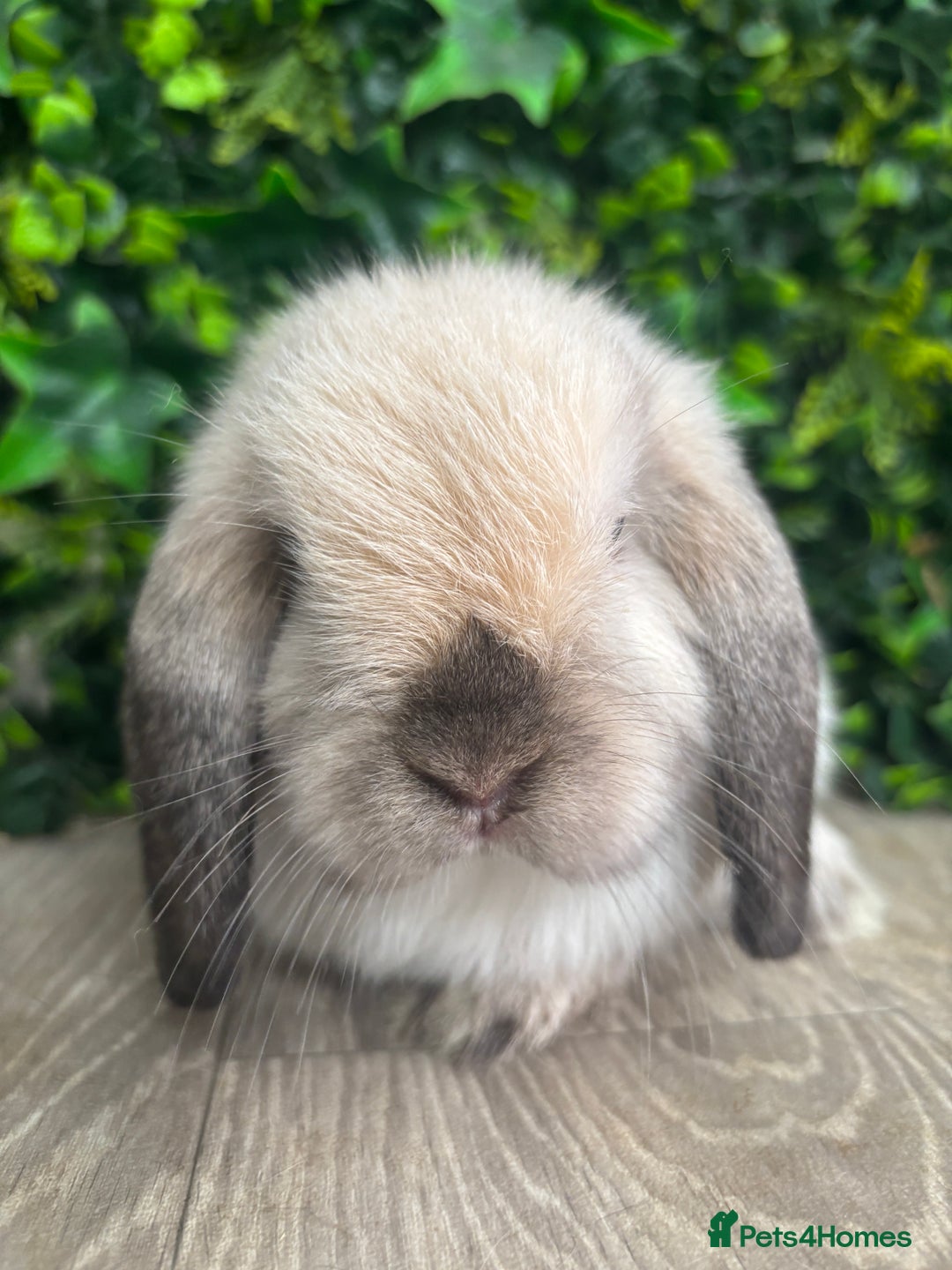 Mini Lop rabbits for sale: BEAUTIFUL BABY MINI LOP BUNNIES  - Image 3