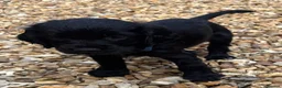 Cocker Spaniel dogs for sale: Cocker Spaniel Puppies - Advert 40