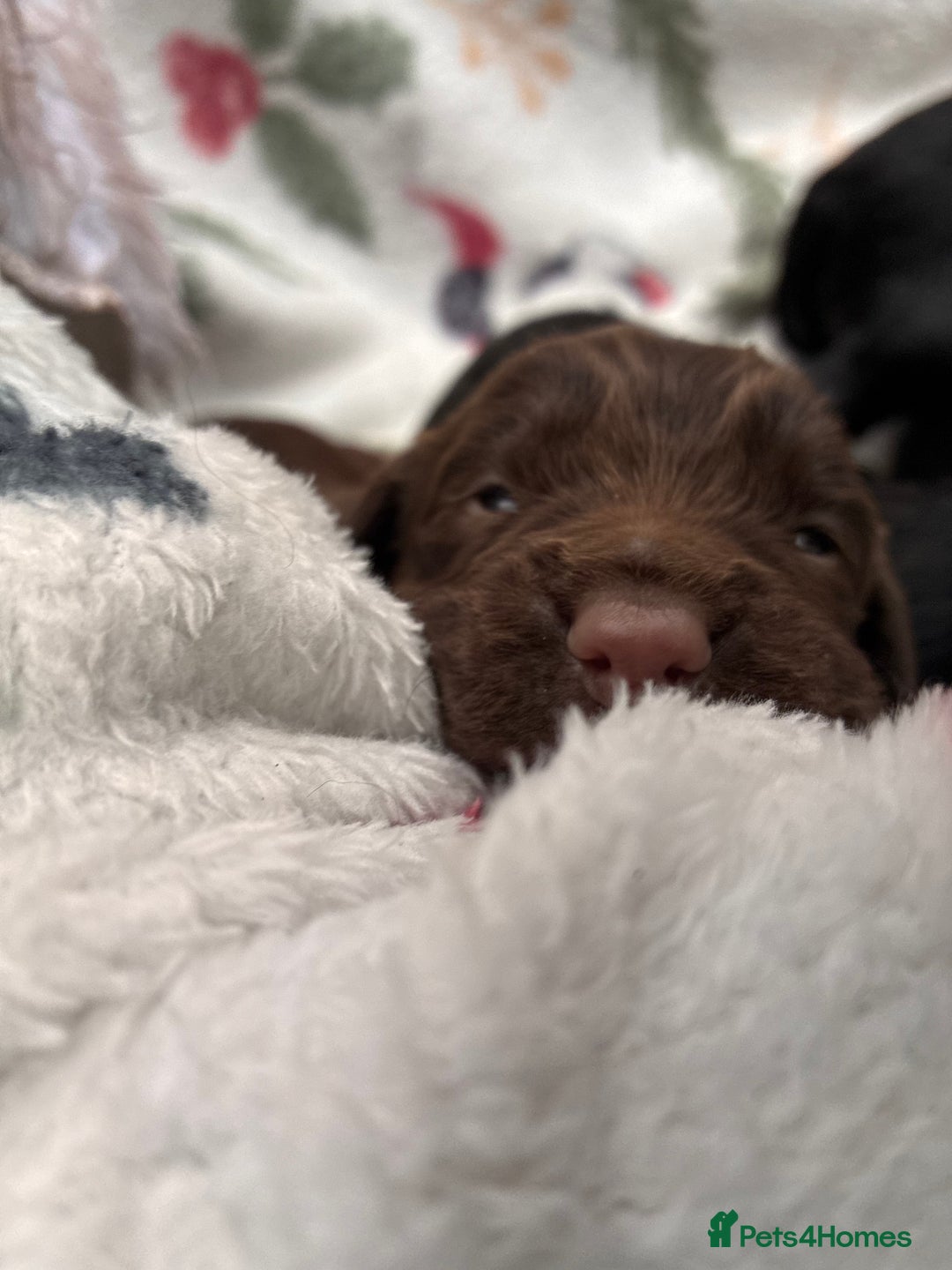 Cocker Spaniel dogs for sale: True working Cocker Spaniels docked  - Advert 3