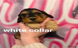 Cockapoo dogs for sale: *STUNNING F1 COCKAPOO PUPPIES* - Advert 5