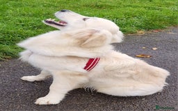 Golden Retriever dogs for sale: Meet Mickey, the Well-Mannered Golden Retriever - Image 3