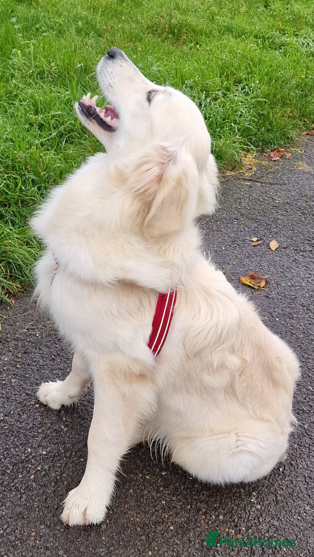 Golden Retriever dogs for sale: Meet Mickey, the Well-Mannered Golden Retriever - Image 3