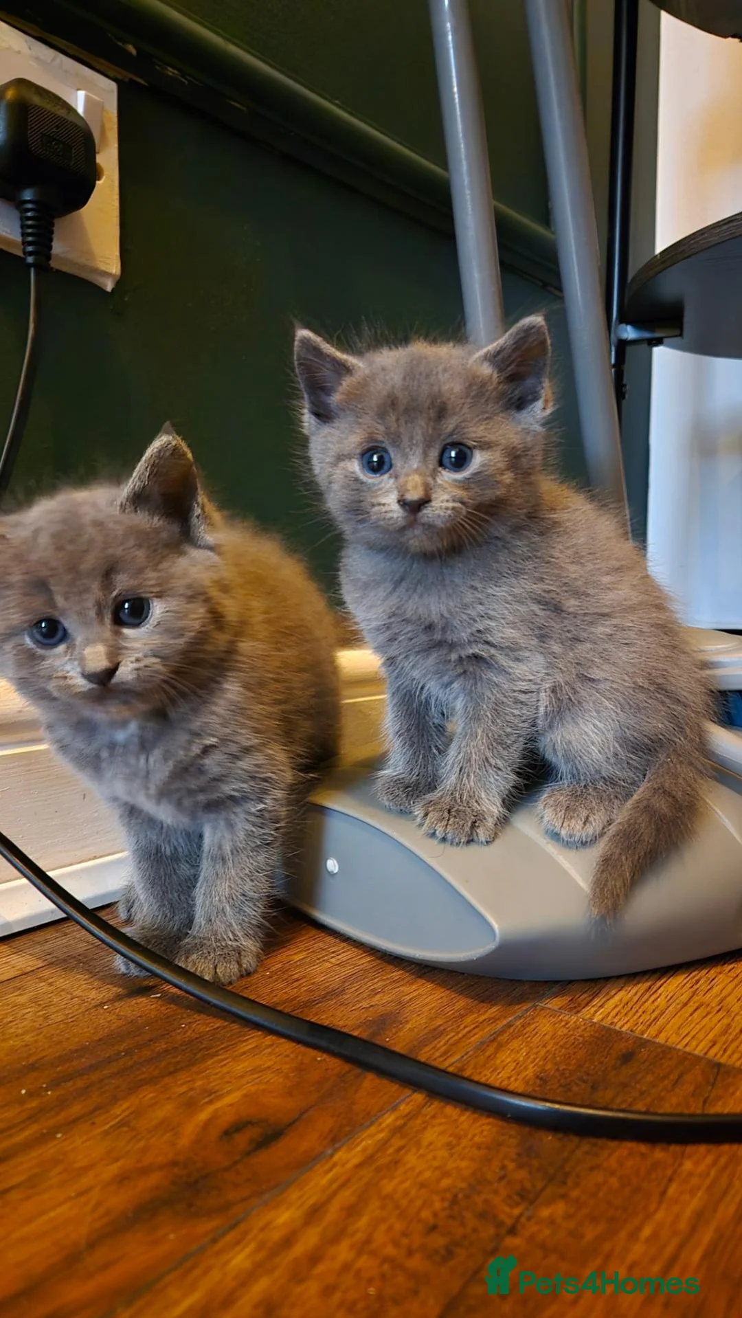 Mixed Breed cats for sale:  Playful & Affectionate Ragdoll Cross Kittens - Advert 13