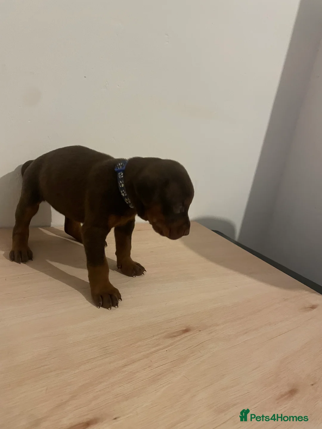 Dobermann dogs for sale: dobermann pinscher - Advert 17