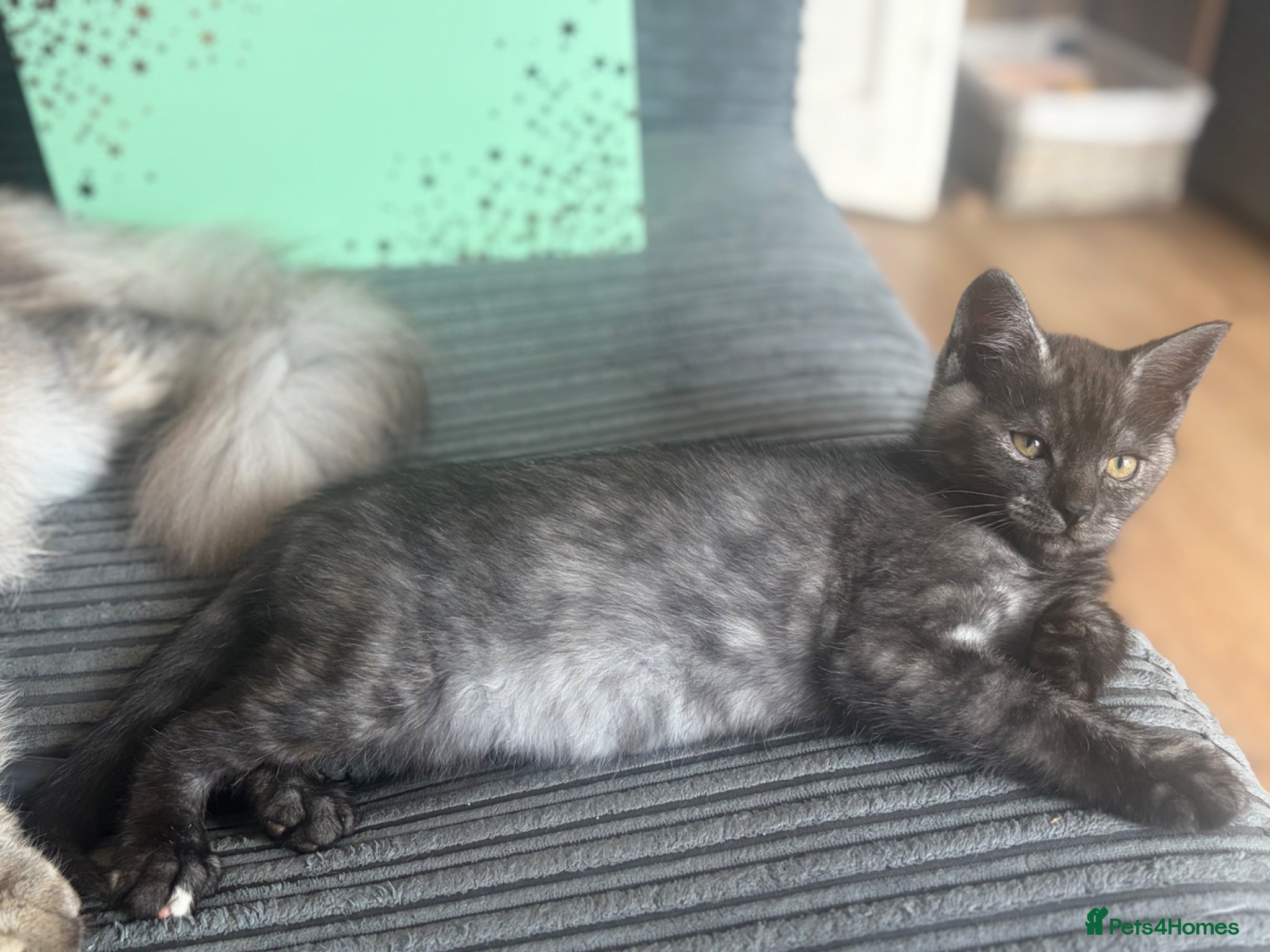 Mixed Breed cats Mainecoon cross kittens  - Advert 2