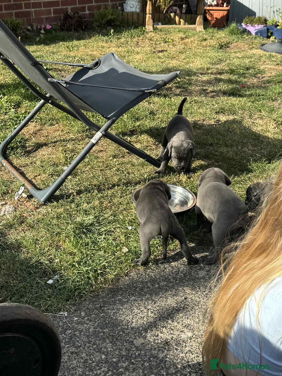 Cane Corso dogs for sale: Beautiful cane corso puppies  - Image 20