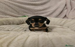 Miniature Dachshund dogs for sale: Miniature dachshunds  - Image 6
