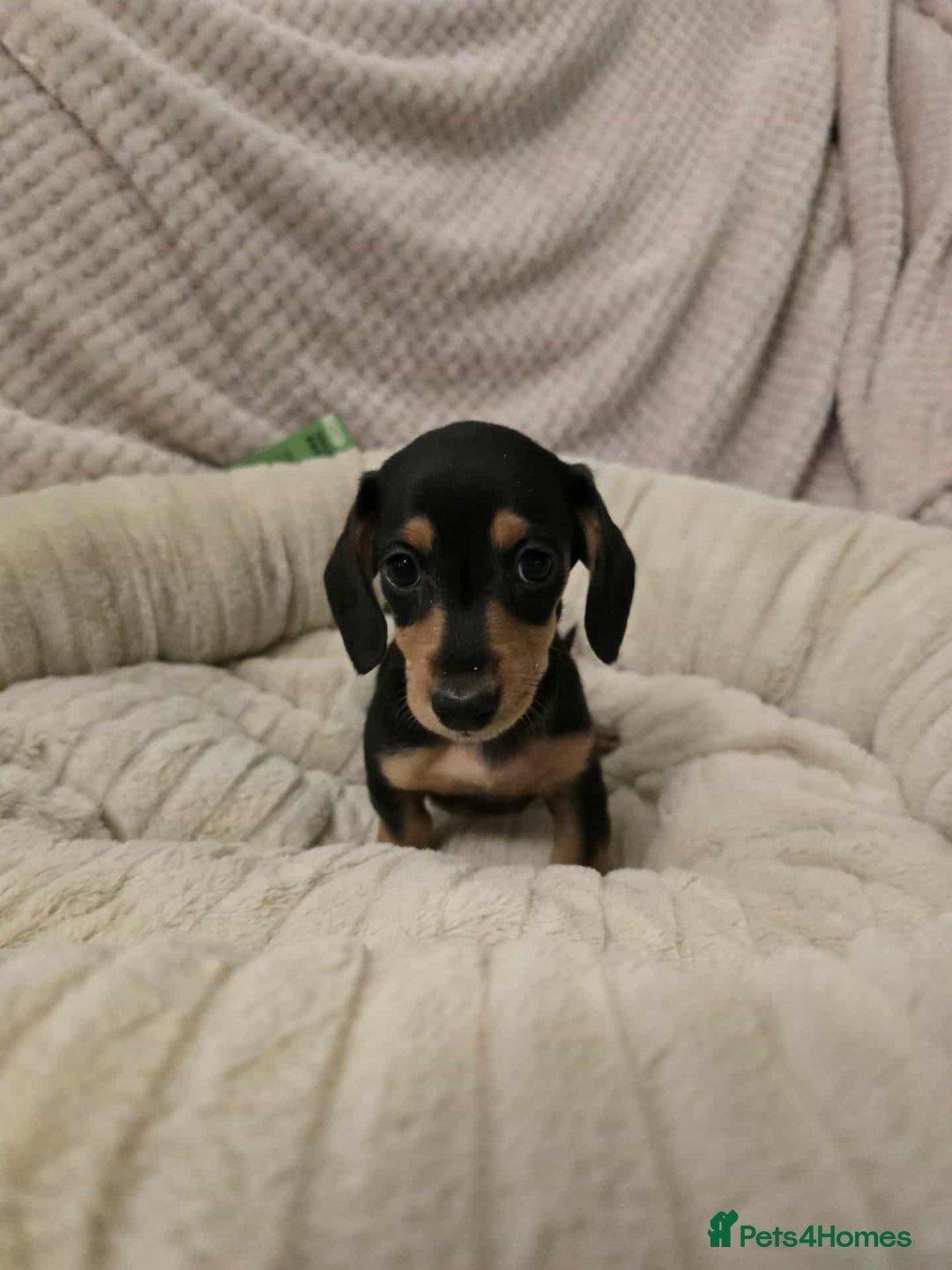 Miniature Dachshund dogs for sale: Miniature dachshunds  - Image 6