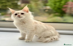 Maine Coon cats for sale: Stunning Pedigree Maine Coon Kitten – Active - Image 1