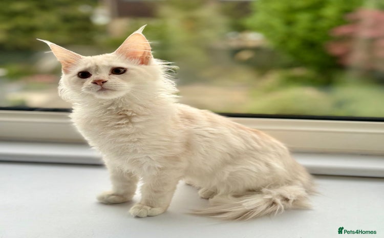 Maine Coon cats - Advert 3