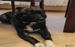 Mixed Breed dogs for adoption: 💖🐶 JUJU 🐶💖 - Image 3