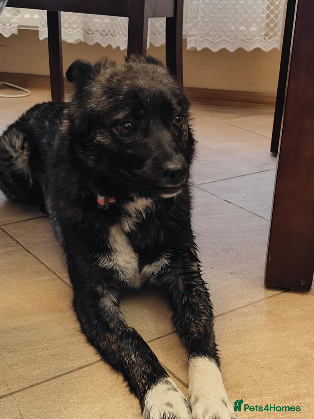 Mixed Breed dogs for adoption: 💖🐶 JUJU 🐶💖 - Image 3