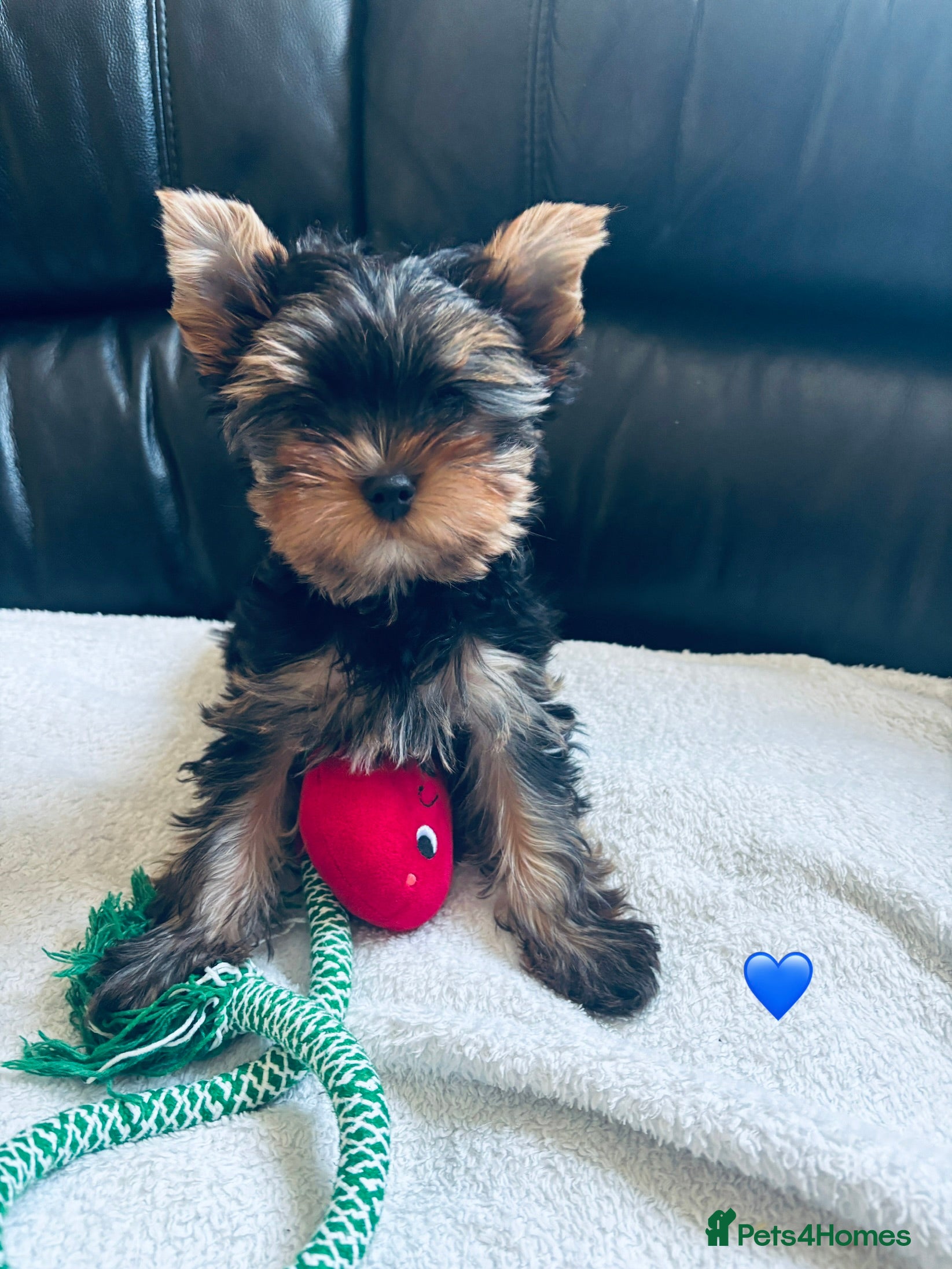 Yorkshire Terrier dogs Ready to go ❤️yorkshire terrier puppies,KC REG. - Advert 13
