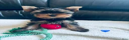 Yorkshire Terrier dogs for sale: 3 Beautiful yorkshire terrier puppies,KC REG. - Advert 5