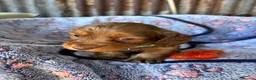 Dachshund dogs for sale: Dutch hound Puppys for sale - Advert 9