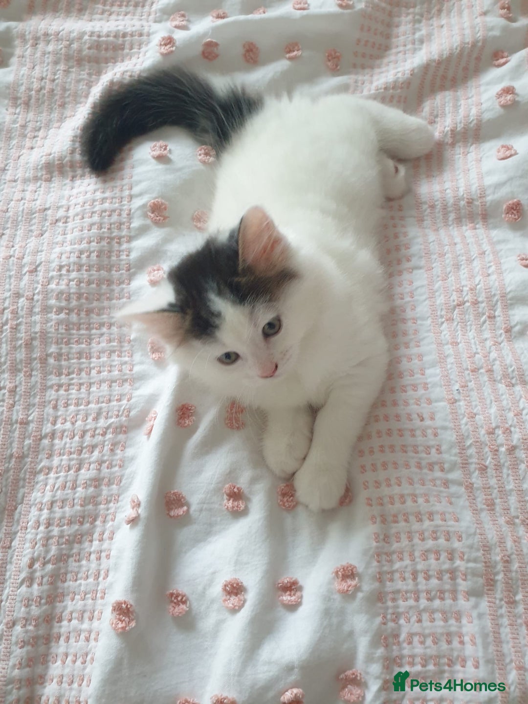 Mixed Breed cats for sale: Cute little boy  - Advert 17