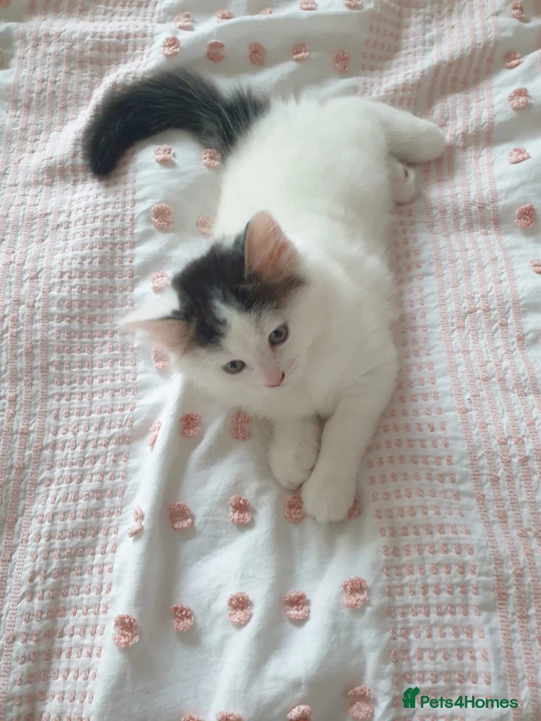 Mixed Breed cats for sale: Cute little boy  - Advert 17