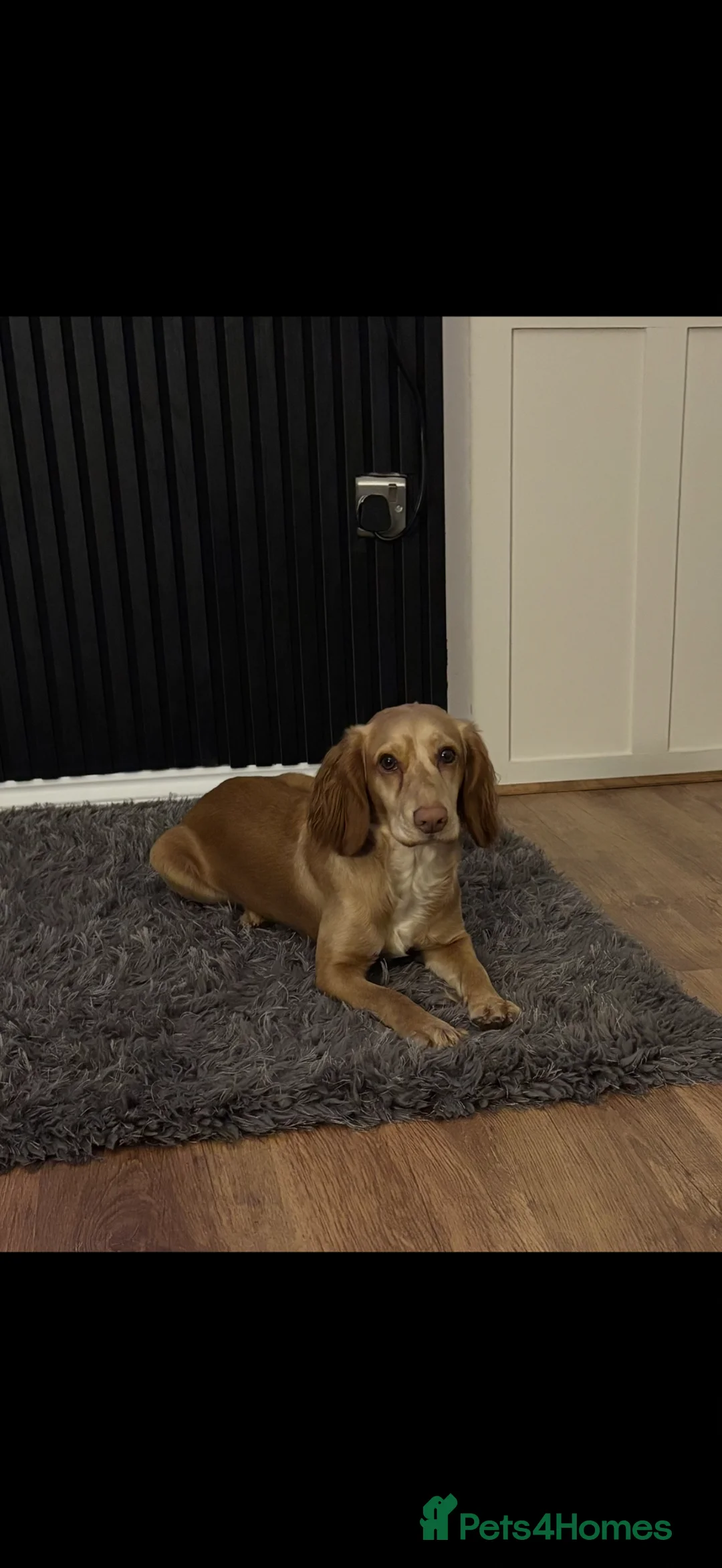 Cocker Spaniel dogs for sale: Cocker spaniels  in Sunderland - Advert 5