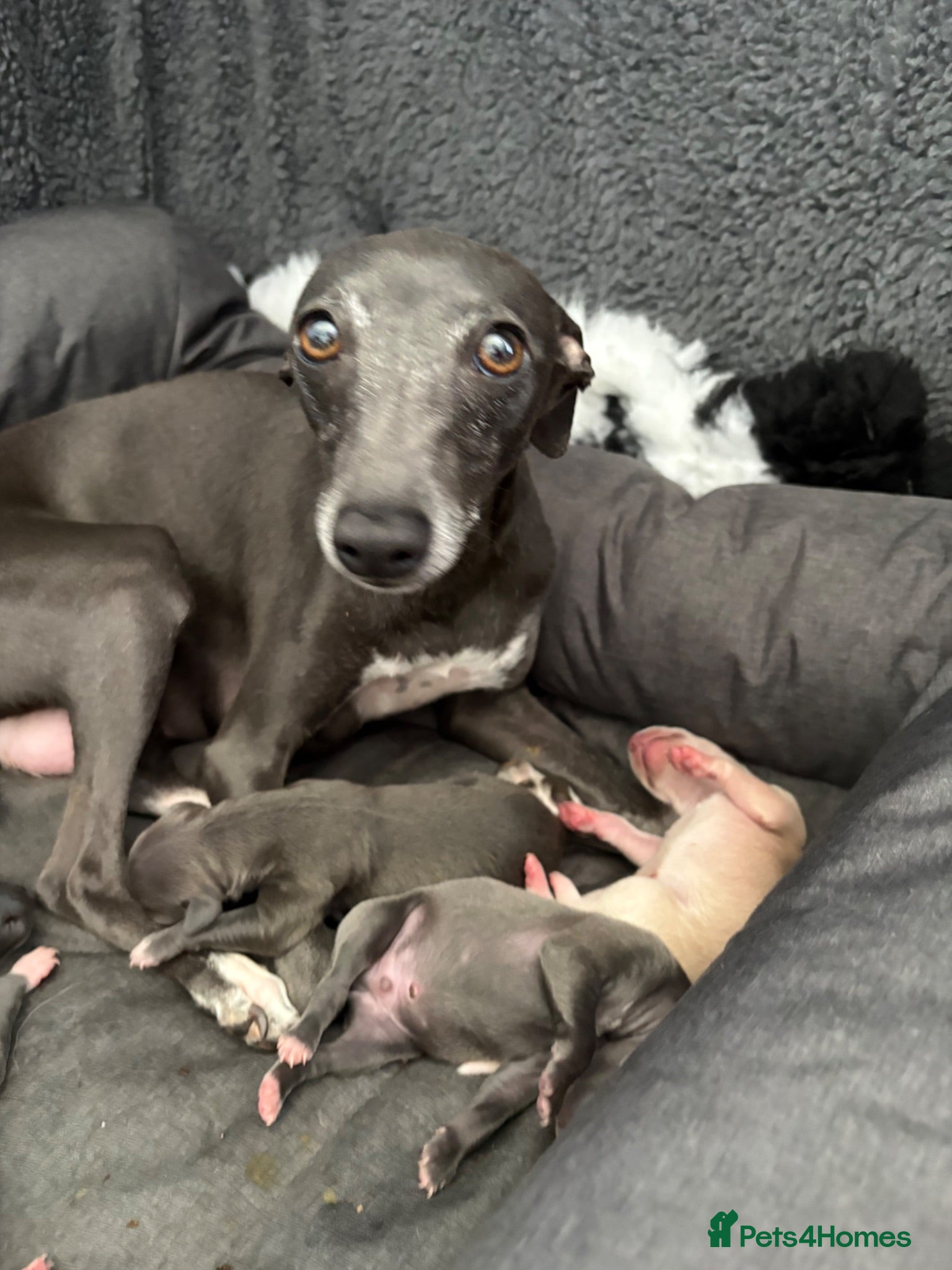 Italian Greyhound dogs Iggy babies - Advert 7