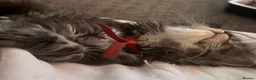 Maine Coon cats for sale: TICA active reg mainecoon kittens - Advert 21