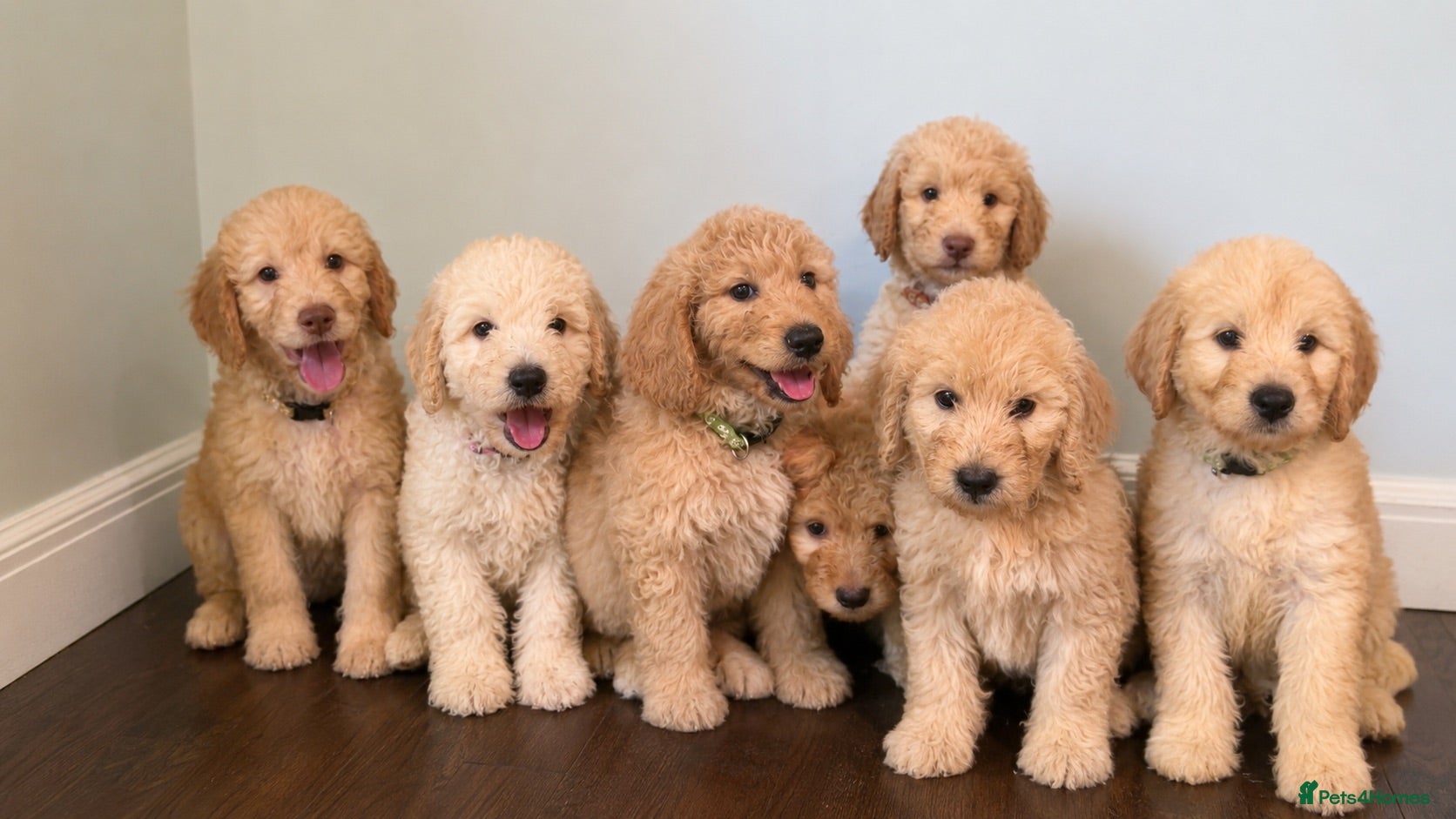 Mini Goldendoodle dogs F1B Mini Goldendoodles 3 girls & 4 boys available - Advert 1