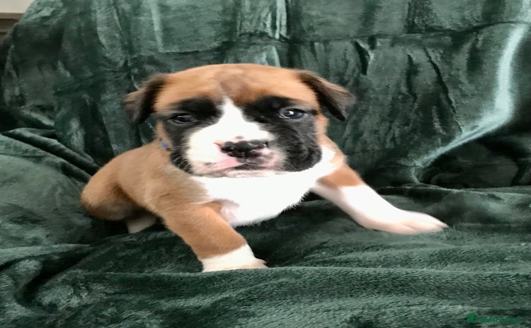 Boxer dogs - Advert 1