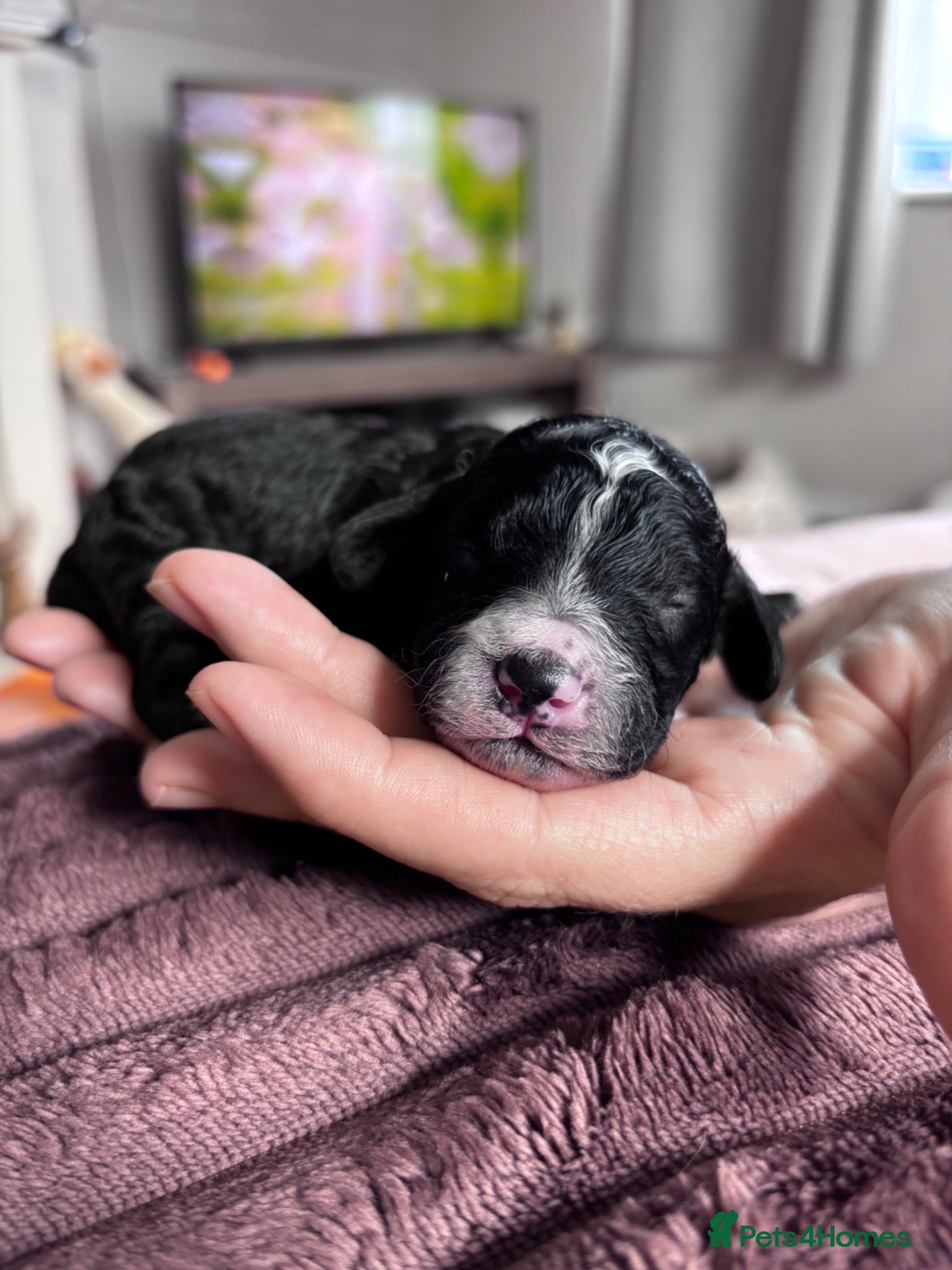 Cavapoo dogs for sale: Stunning Cavapoo puppies - Advert 13