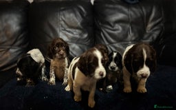 Cocker Spaniel dogs for sale: Adorable cocker spaniel puppies - Image 4