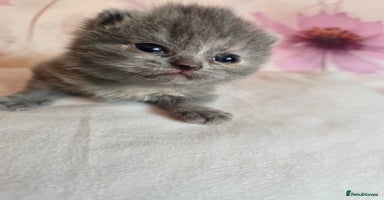 British Shorthair cats - Advert 7