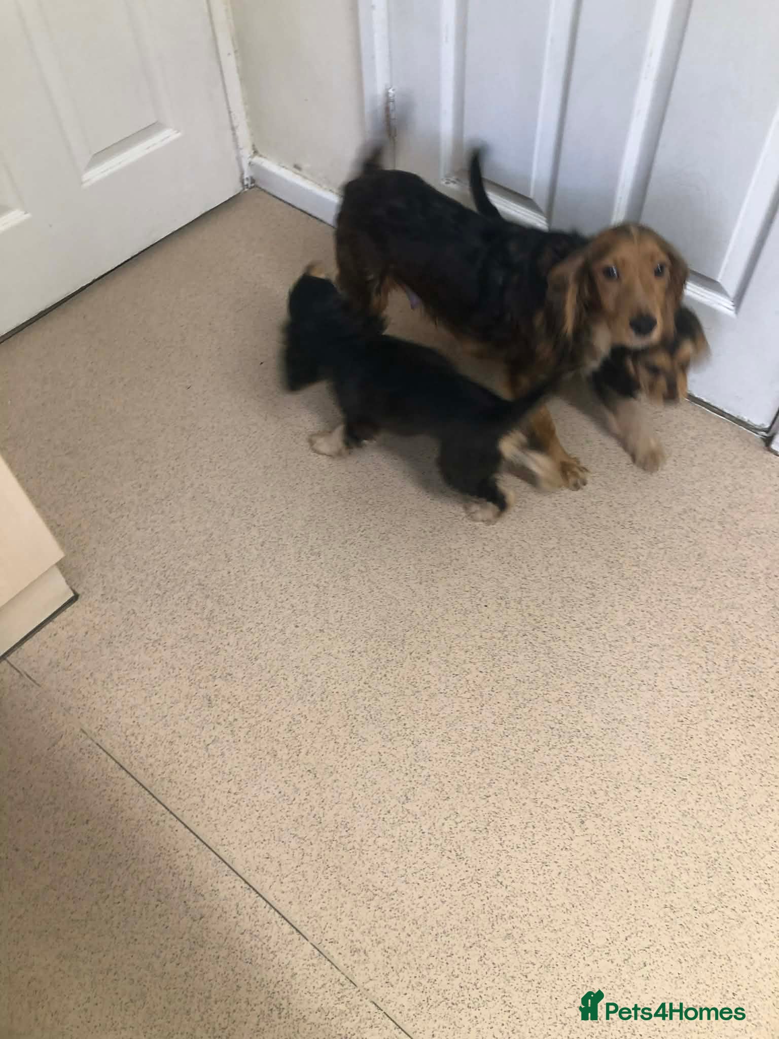 Cocker Spaniel dogs 2 boys left!!!! - Advert 1