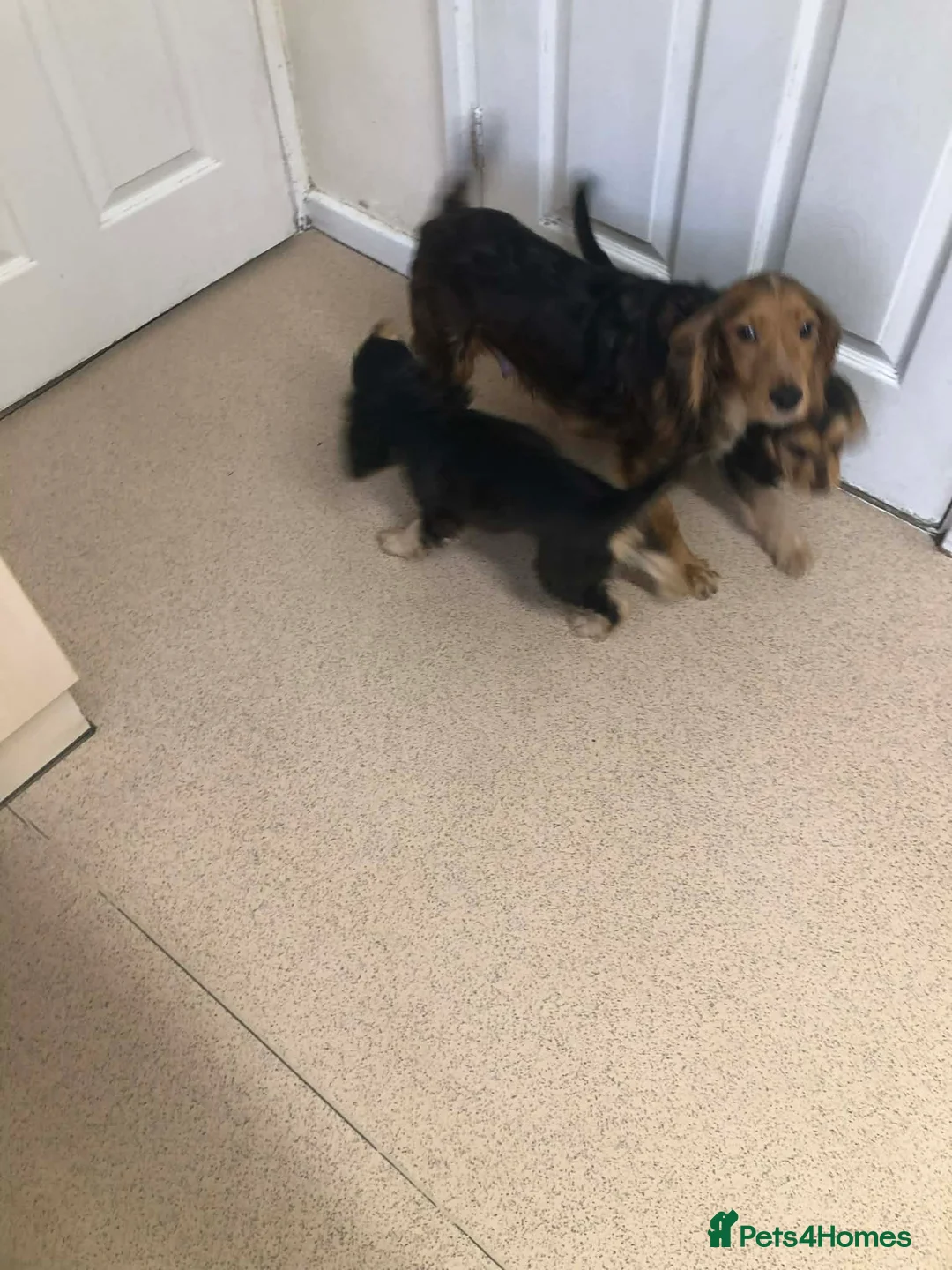 Cocker Spaniel dogs for sale: 2 boys left!!!! - Advert 1