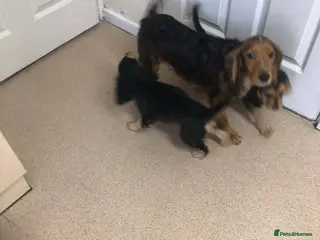 Cocker Spaniel dogs 2 boys left!!!! - Advert 3