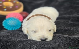 Golden Retriever dogs for sale: Gorgeous kc golden retrievers  - Image 8