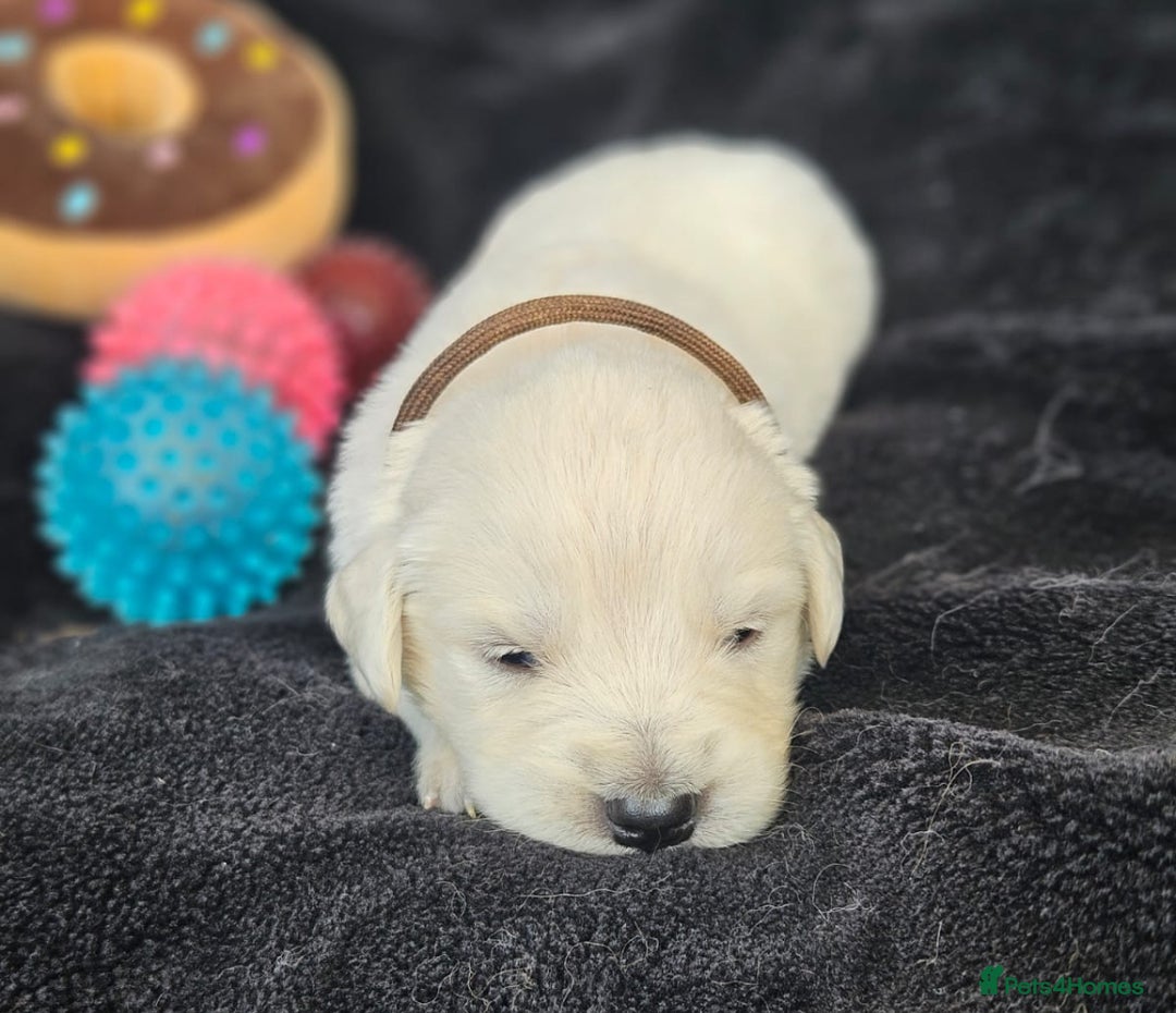 Golden Retriever dogs for sale: Gorgeous kc golden retrievers  - Image 8