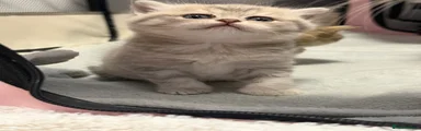 British Shorthair 1