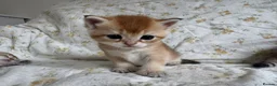 Scottish Fold cats for sale: Sweet, Playful & Cuddly Kittens Ready to Go Soon! in New Malden - Advert 6