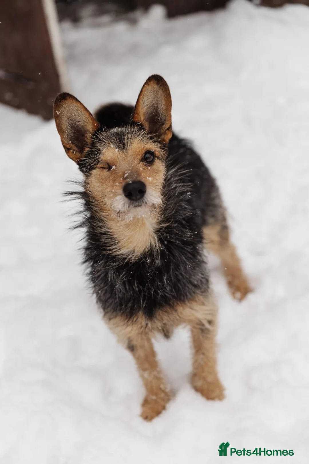 Mixed Breed dogs for adoption: 💙🐶 CHAPPY – a gentle heart who trusts 🐶💙 - Advert 2