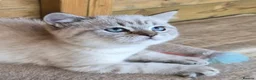 British Shorthair cats for sale: British shorthaired  - Advert 6