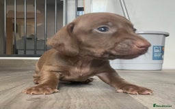 Miniature Dachshund dogs for sale: Smooth haired Miniature dachshunds - Image 11