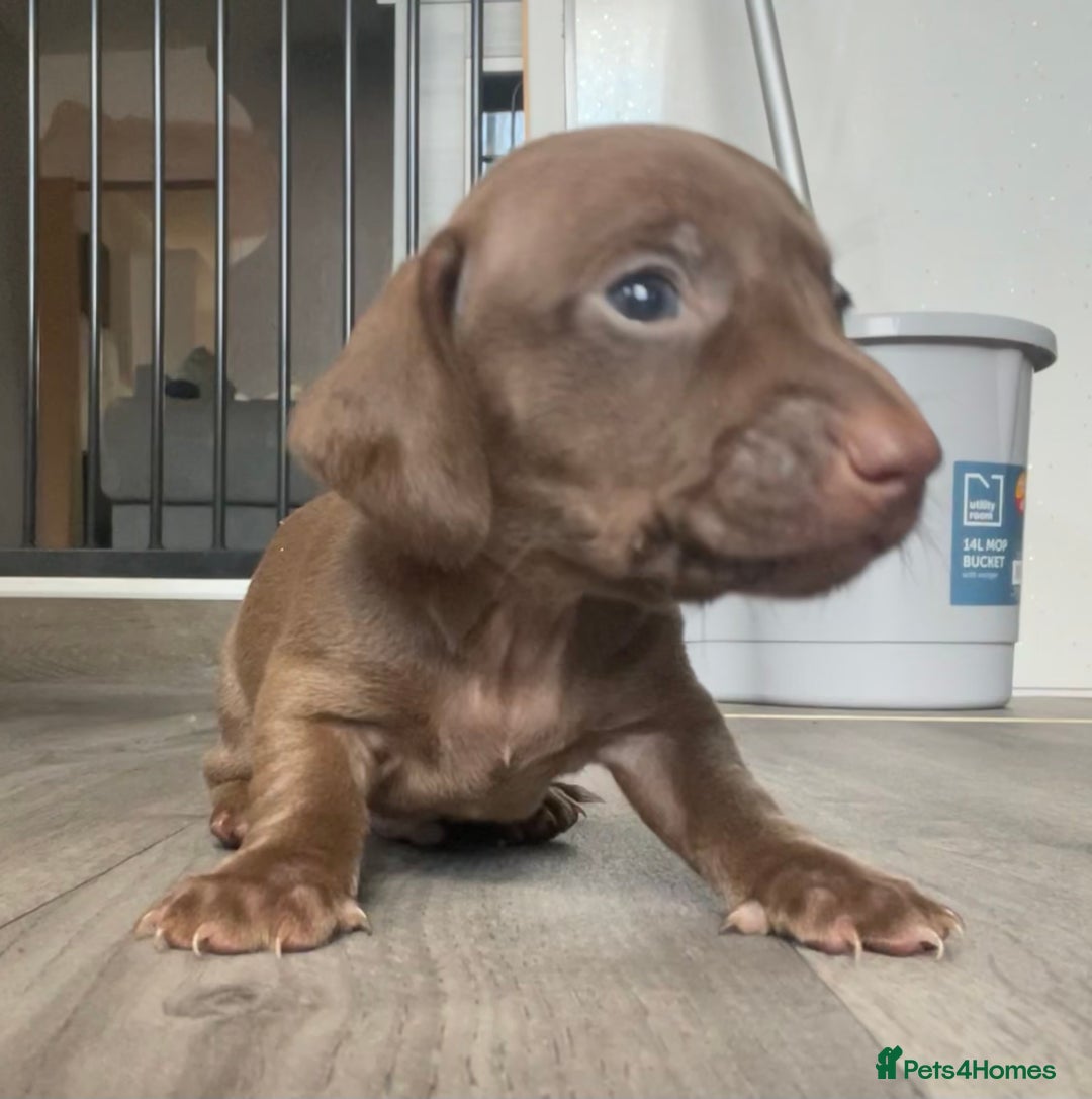 Miniature Dachshund dogs for sale: Smooth haired Miniature dachshunds - Image 11