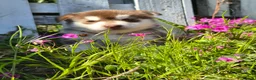Siberian Husky dogs for sale: 🐾 Siberian Husky Puppies 🐾 - Advert 6