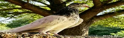 Mixed Breed birds for sale: High flyer pigeon in Chelmsford - Advert 4