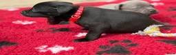 Staffordshire Bull Terrier dogs for sale: KC Health Tested Staffordshire Bull Terriers - Advert 27