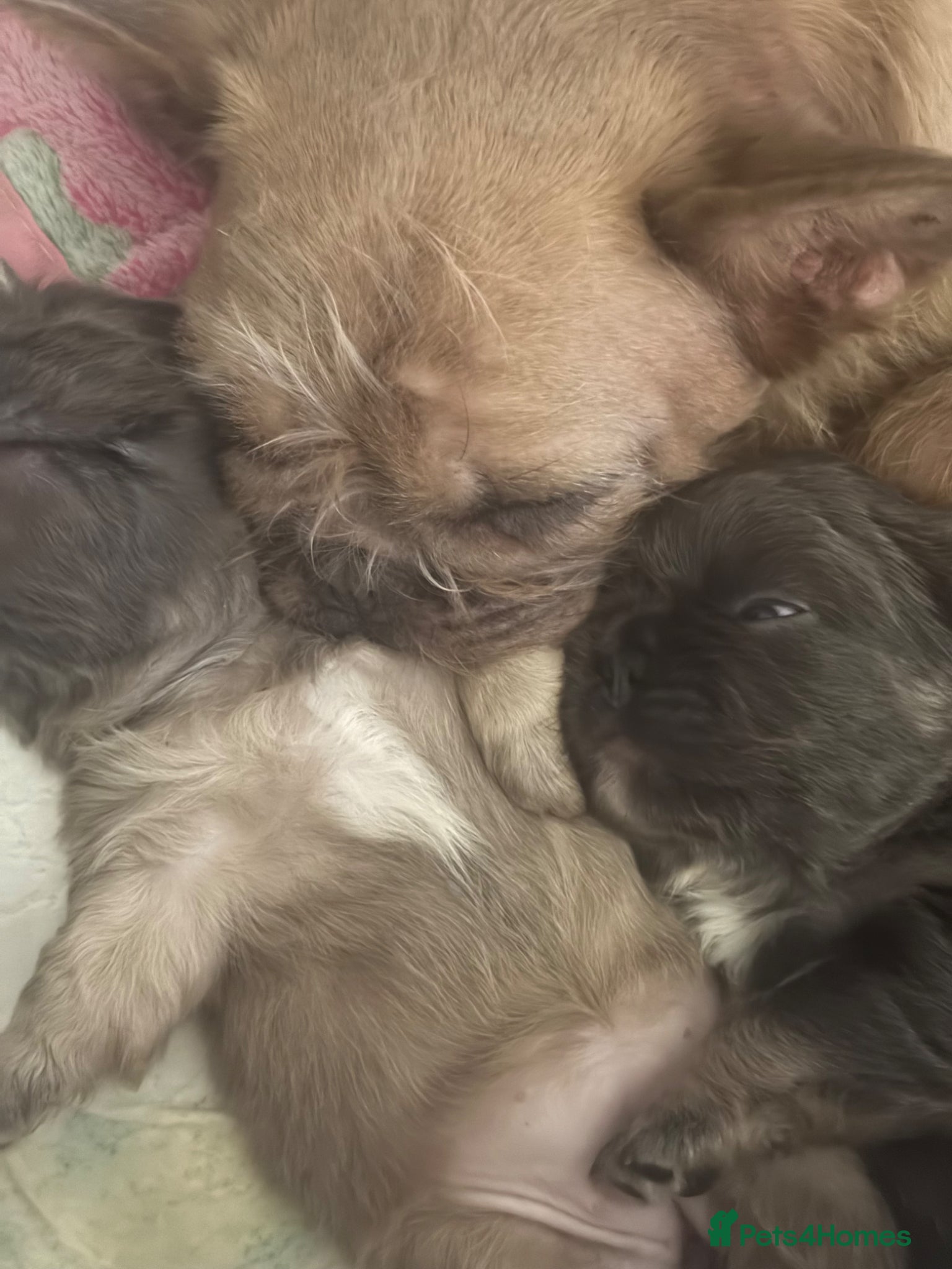 French Bulldog dogs Fluffy carrier French bulldog - Advert 13