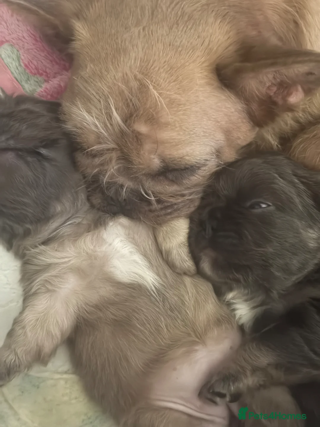 French Bulldog dogs for sale: Fluffy carrier French bulldog - Advert 2