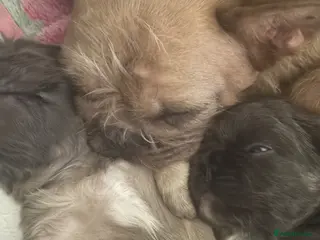 French Bulldog dogs Fluffy carrier French bulldog - Advert 13