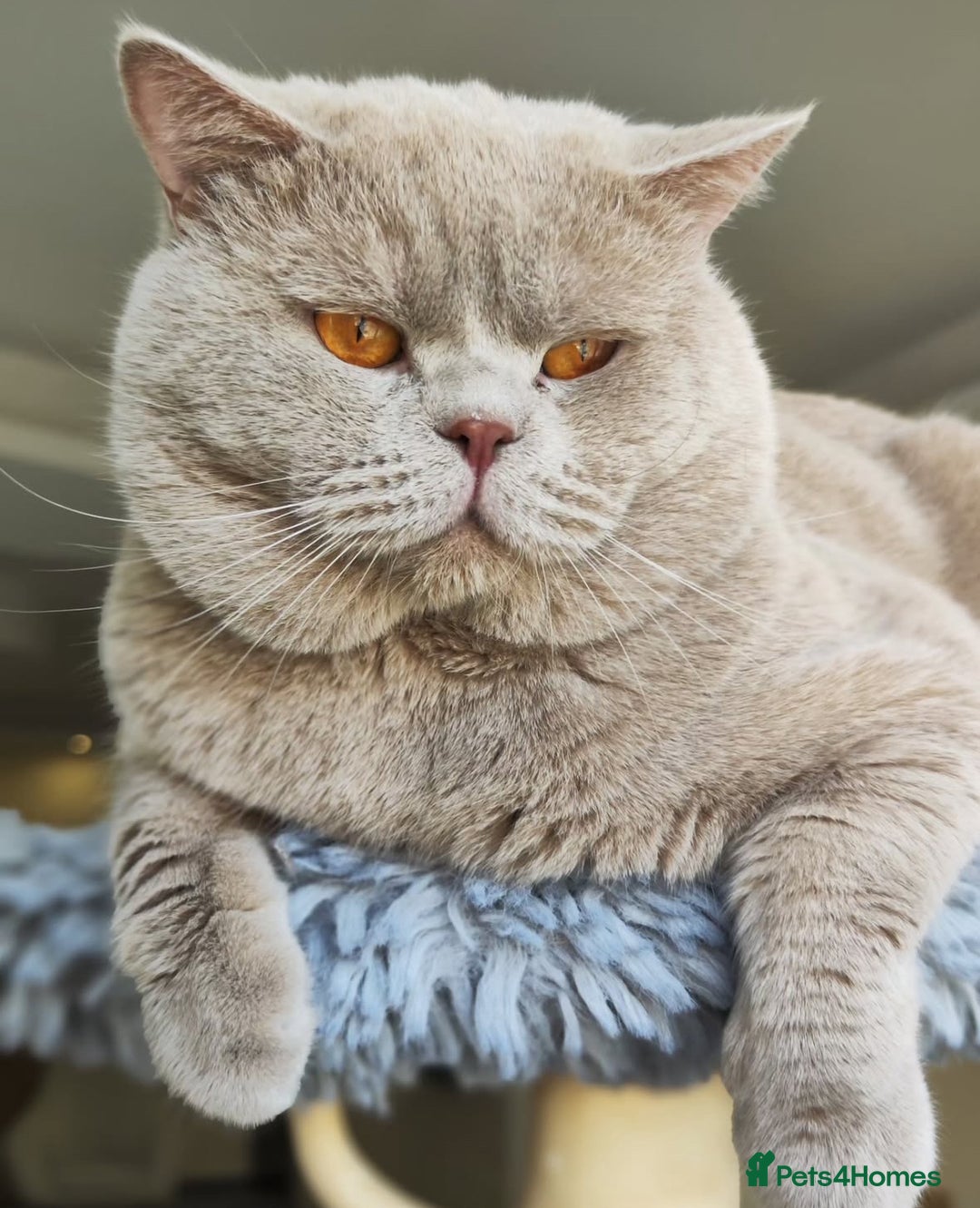 British Shorthair cats for sale: Beautiful Lilac British Shorthair Male Kitten - Advert 1