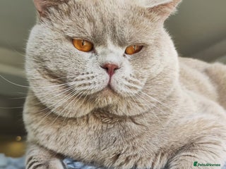 British Shorthair cats Beautiful Lilac British Shorthair Male Kitten - Advert 16