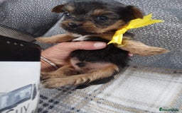 Chorkie dogs for sale: Chihuahua  Cross Yorkshire  - Image 7